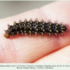melitaea abbas turanchay larva6c